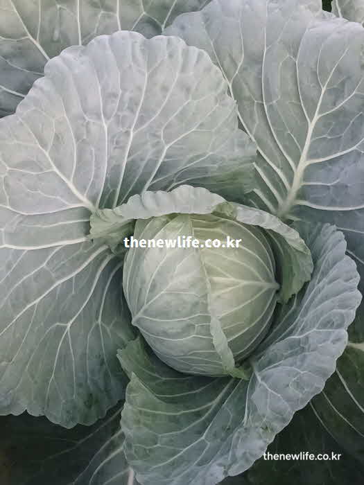 양배추 효능 GI 당지수 요리