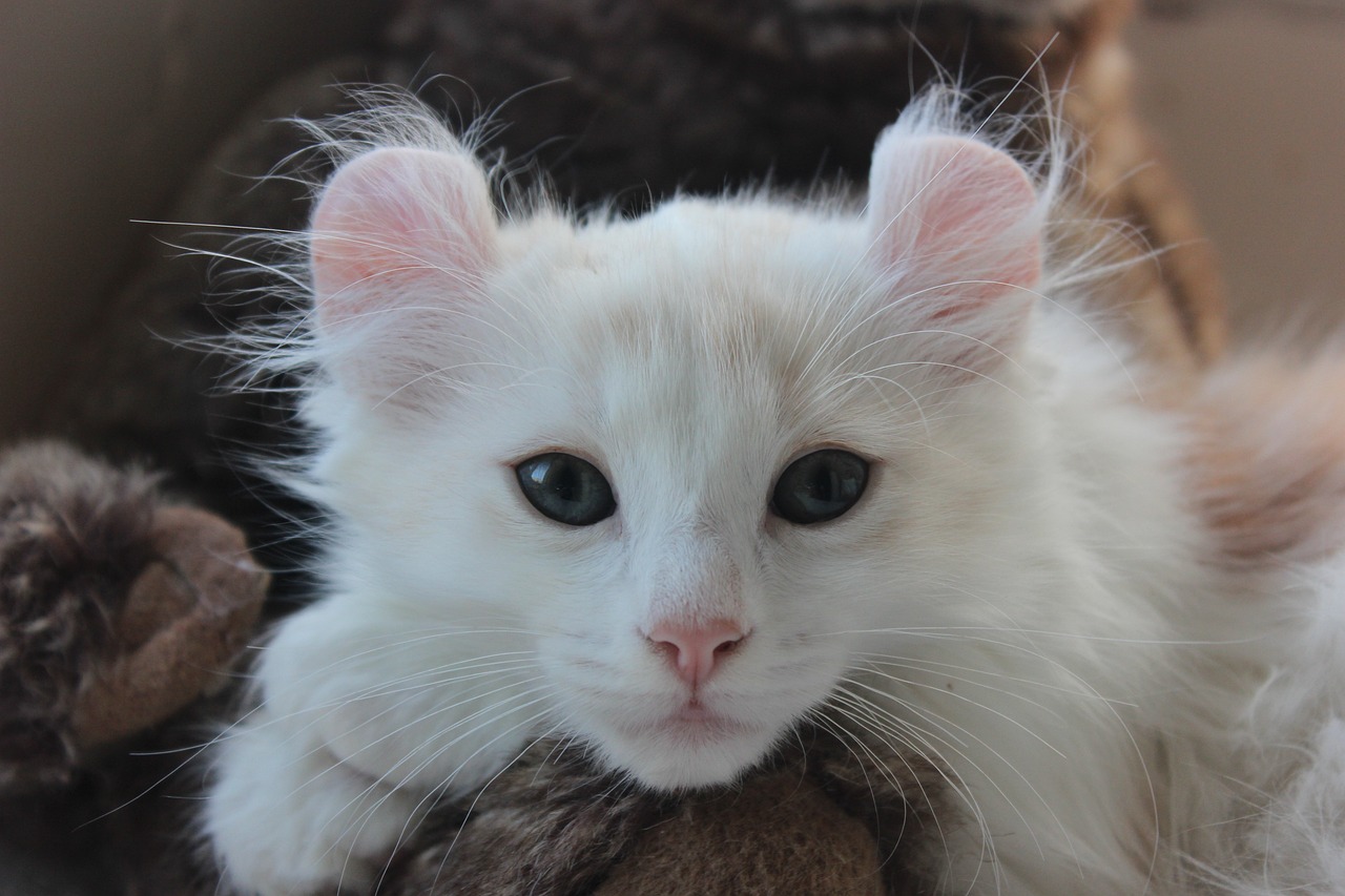 아메리칸 컬(American Curl)2