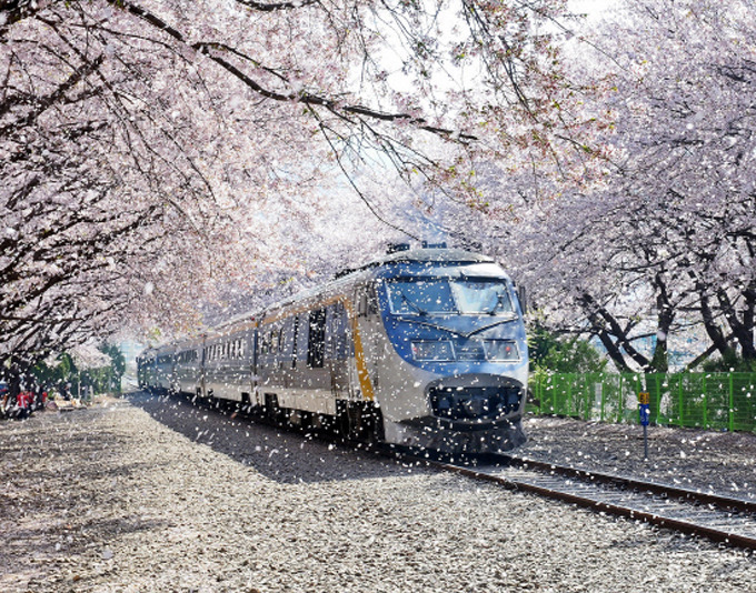 진해 군항제 벚꽃 명소 사진
