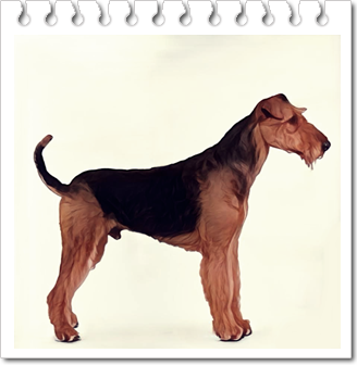 테리어
에어데일 테리어(Airedale Terrier)