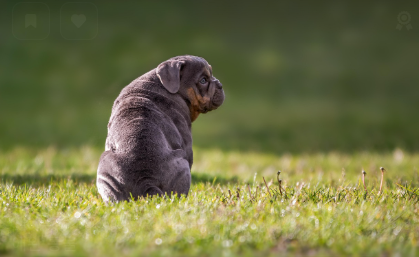피부병 관리용 추천 제품 관련 사진