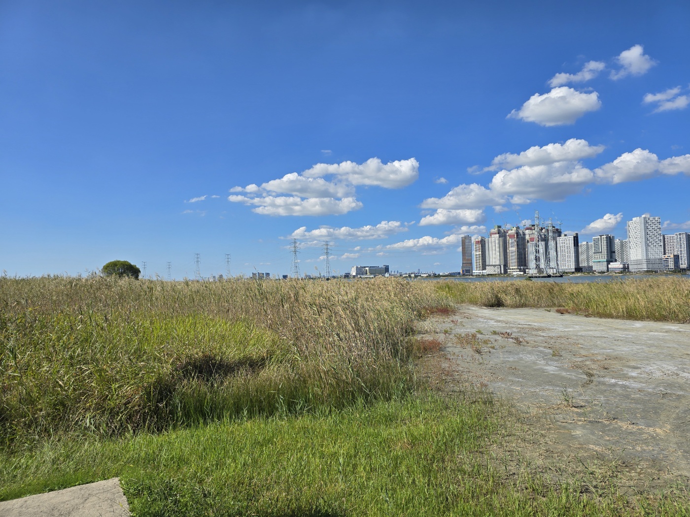 시화호의갈대들과갯벌