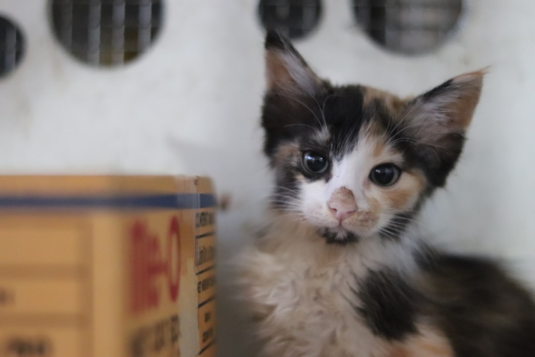 Adoption