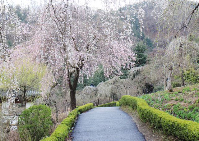 아침고요수목원 봄1