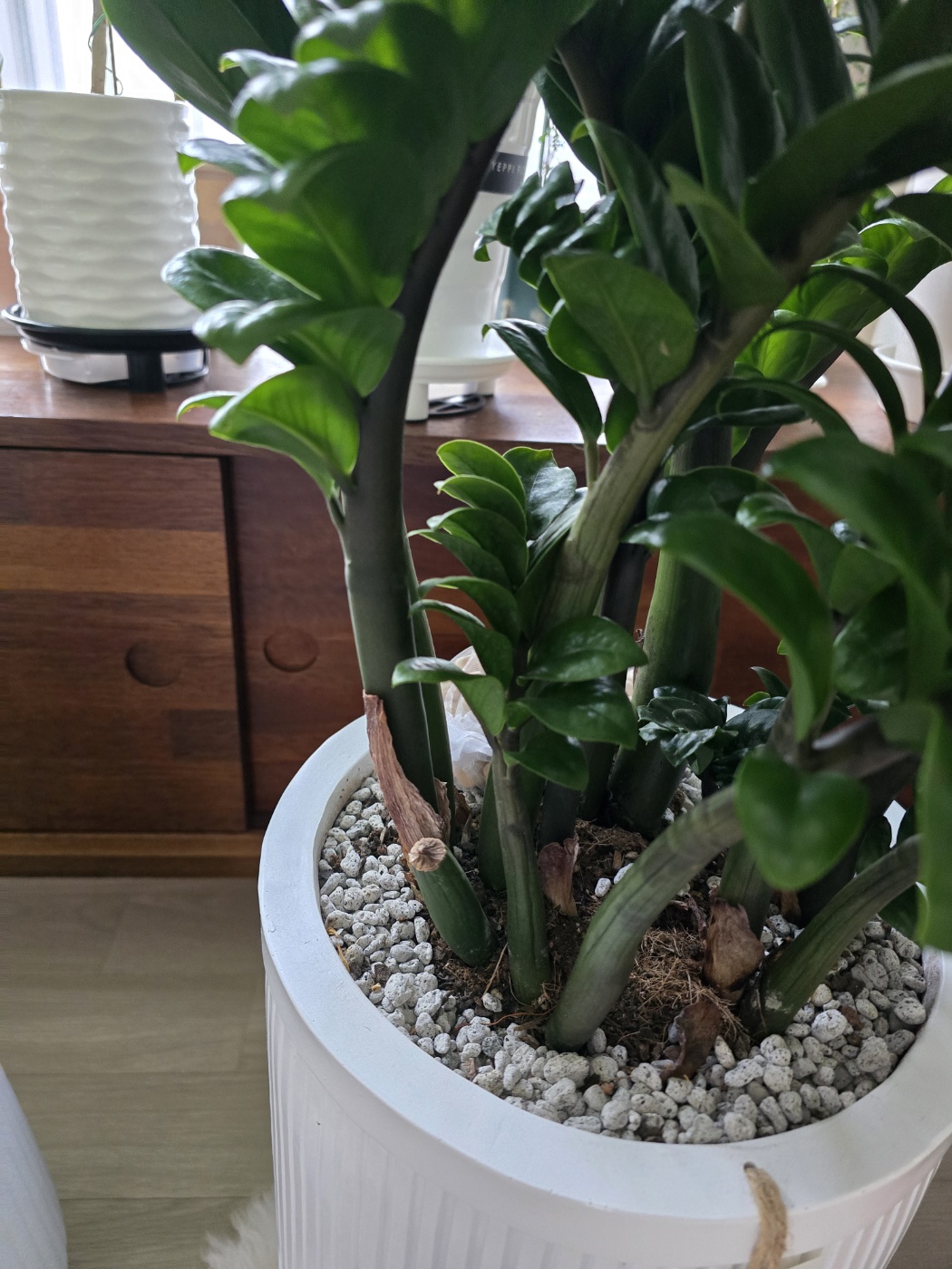 보석금전수의 줄기