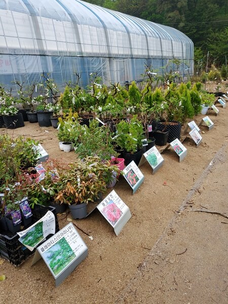 용인시산림조합 나무시장 포트 조경수들