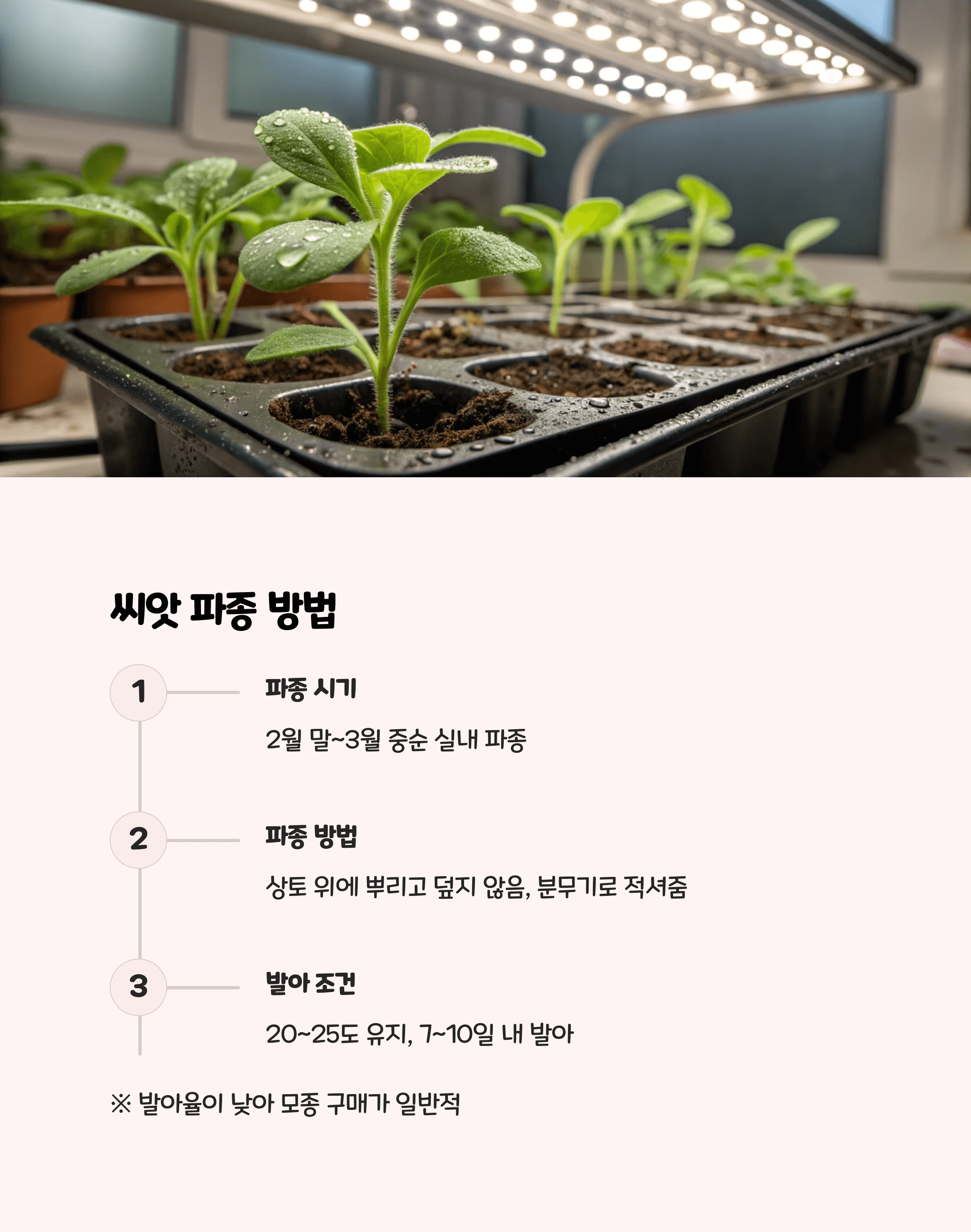 사피니아 파종