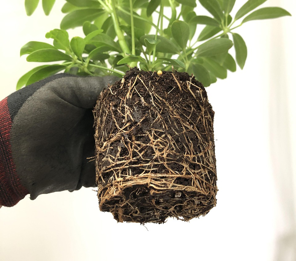 분갈이 시기가 다가온 식물의 뿌리