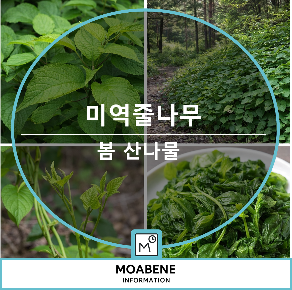 봄 산나물 미역줄나무 알아보기: 채취 요령부터 데침 손질, 맛있게 먹는 법까지