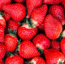 딸기 효능 부작용 칼로리 고르는법