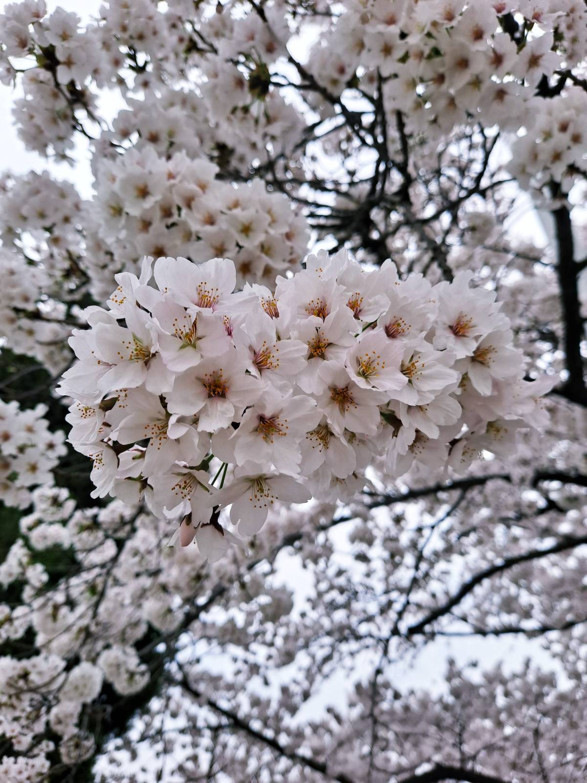 선인재단 벚꽃1