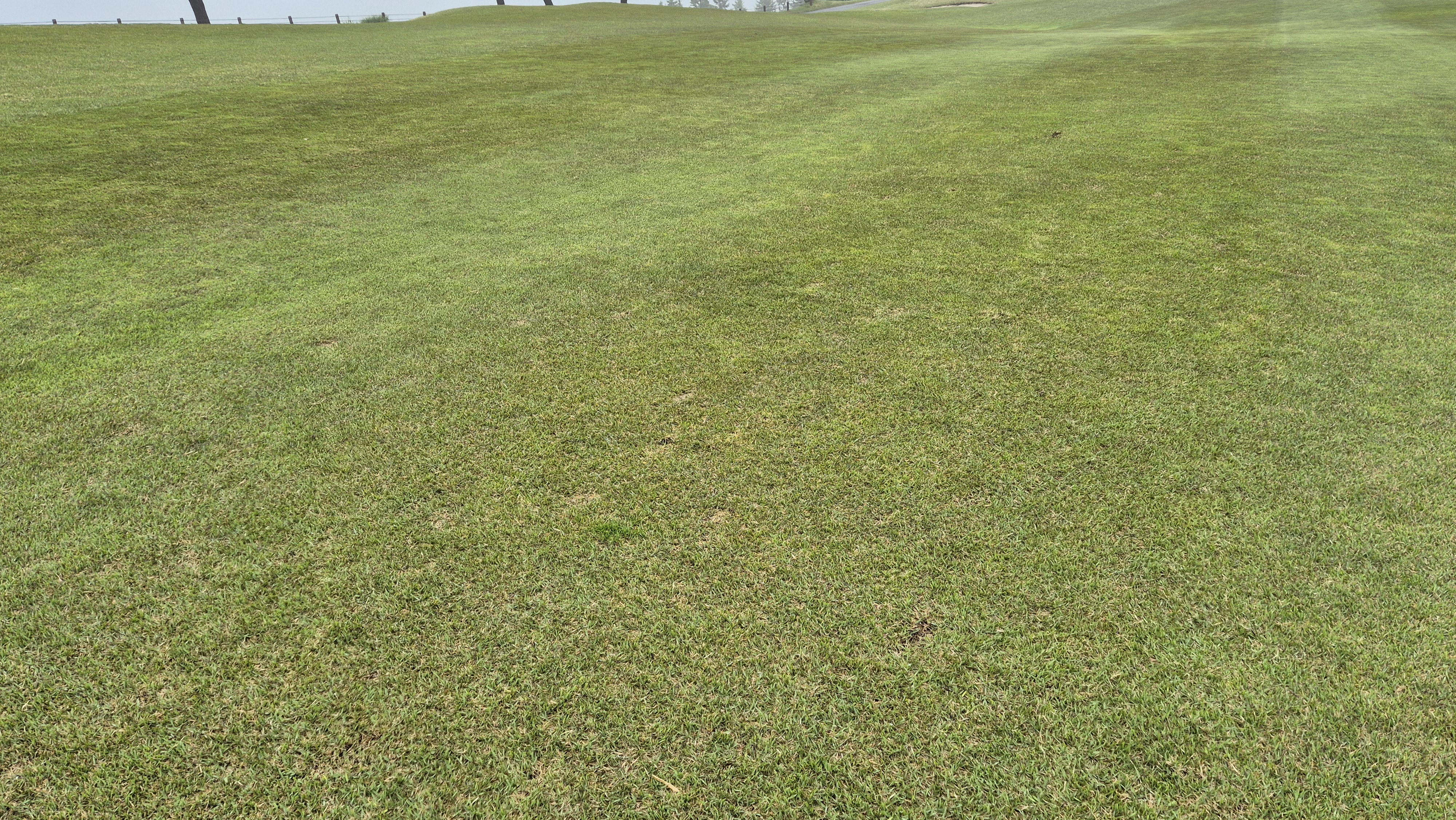 엘리시안 강촌cc 라운드 후기