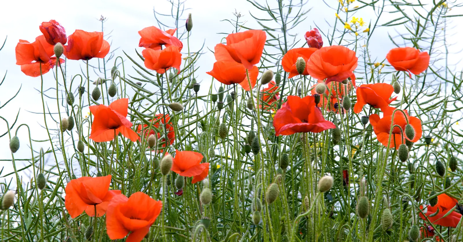 곰배령 예약하기 오픈 시기 및 경쟁률