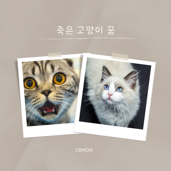 죽은 고양이 꿈