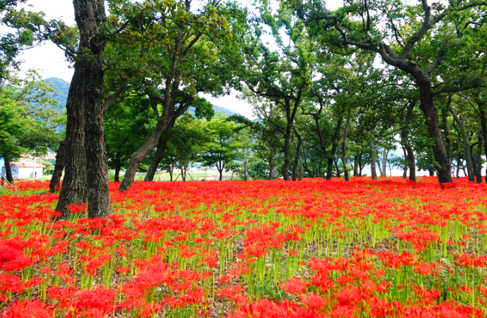 앵강다숲 생태공원 꽃무릇