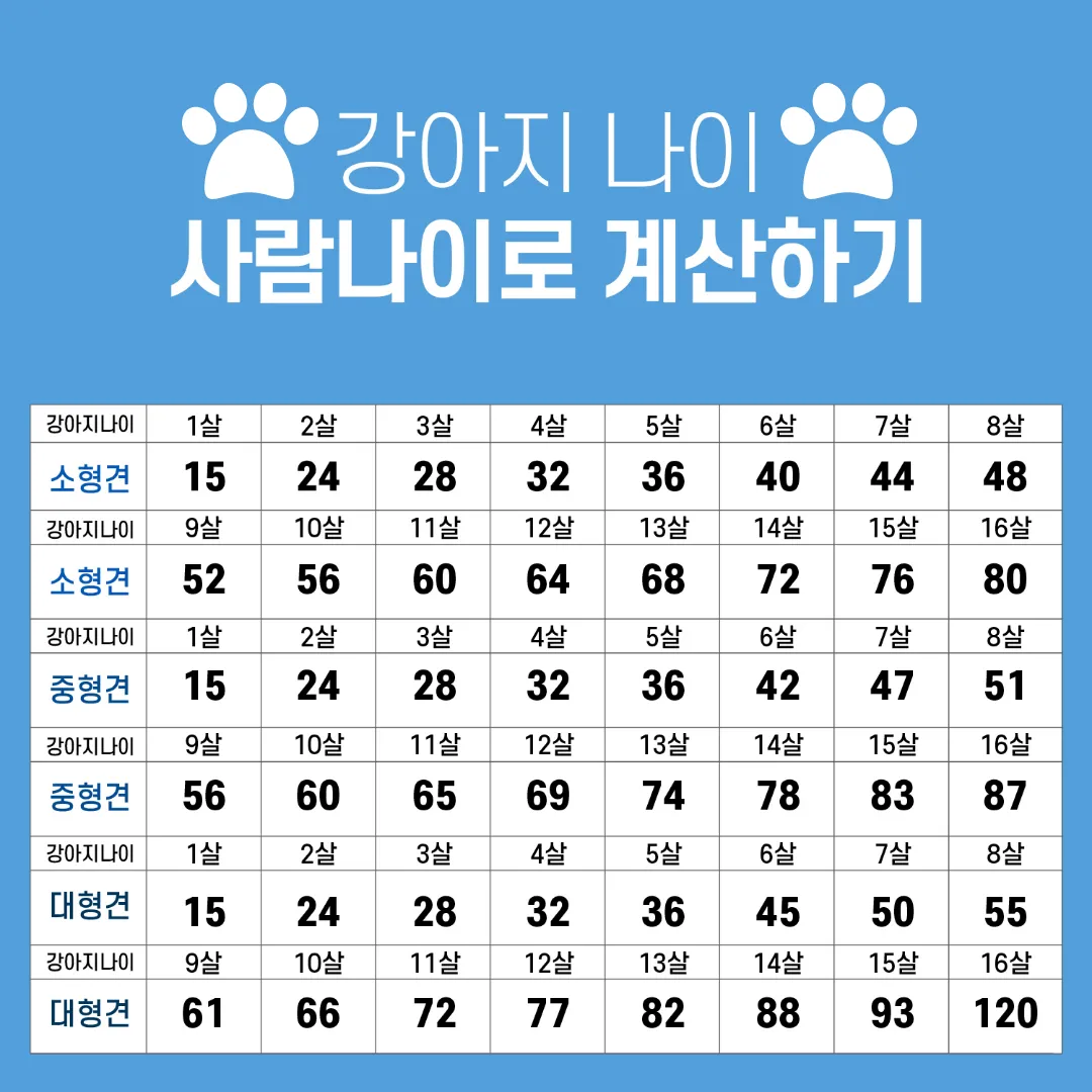 강아지 나이 환산법 가이드 실제 나이 확인 방법_4