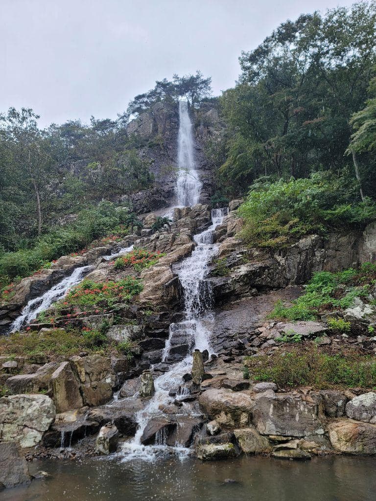 [4월 축제]사계절의 모습이 다 아름다운 고창 선운사❘동백꽃, 홍매화 사진 이벤트