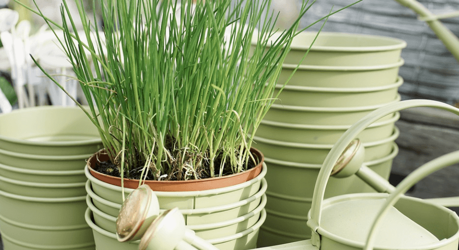 화분에 심어져 있는 부추