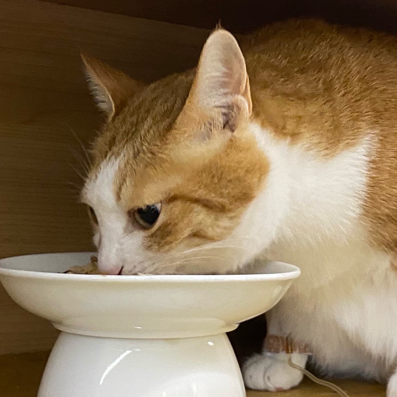 황달로_병원에_입원한_치즈냥이_호야_15