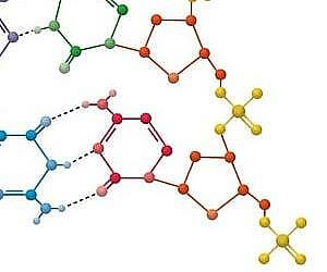 호모 시스테인 아미노산
