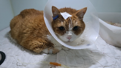 우리집냥이 입냄새 원인 구취가 심해졌다면 확인해야 할 건강 신호 치아 관리법 총정리