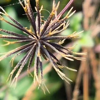 도깨비바늘 귀침초 자연이 준 해독의 명약 건강 효과_23