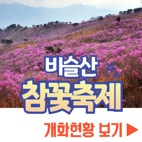 비슬산 참꽃축제 개화현황