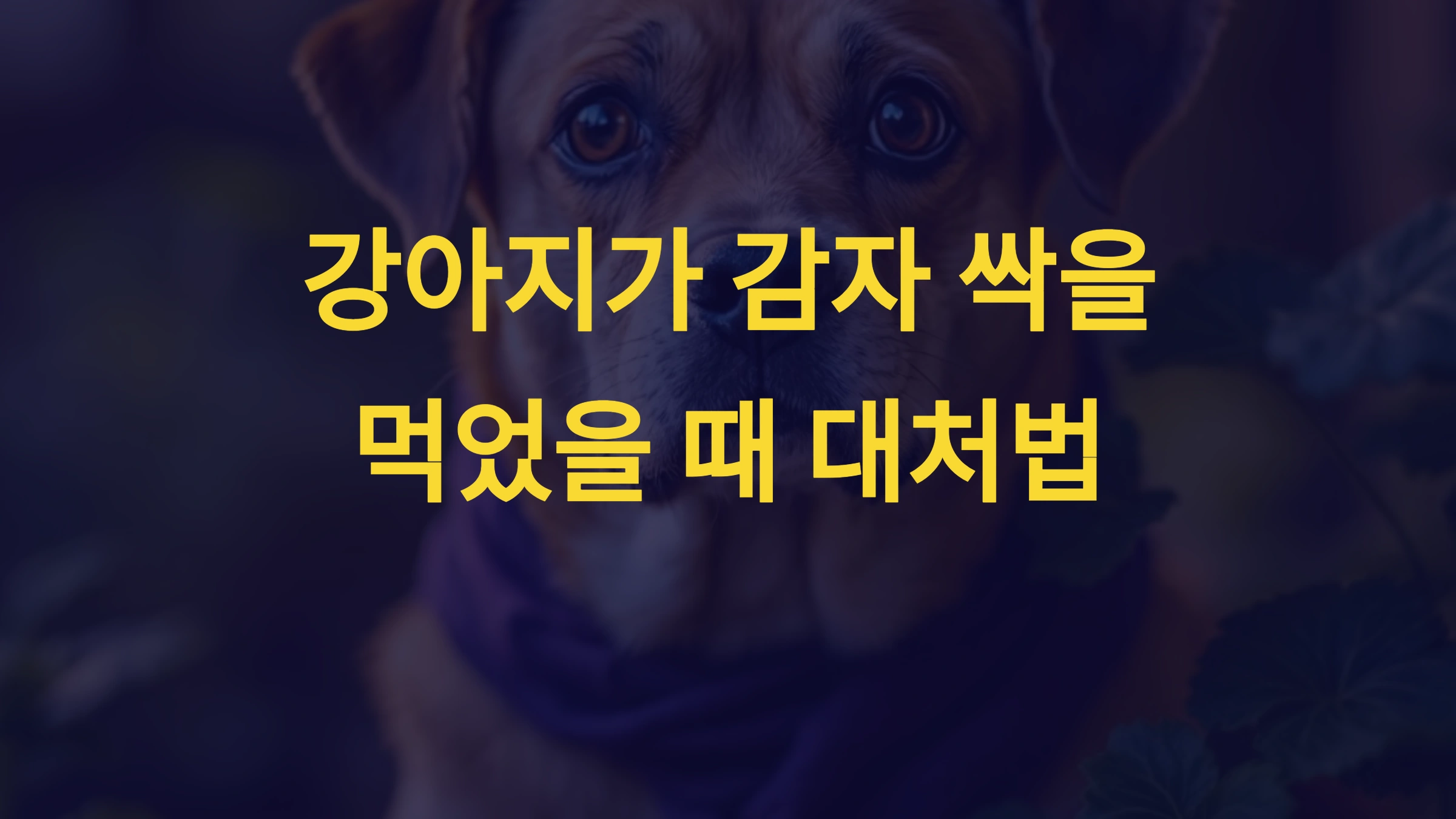 강아지가 감자 싹을 먹었을 때 대처법