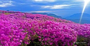 제28회 황매산 철쭉제 기본일정과 프로그램 소개