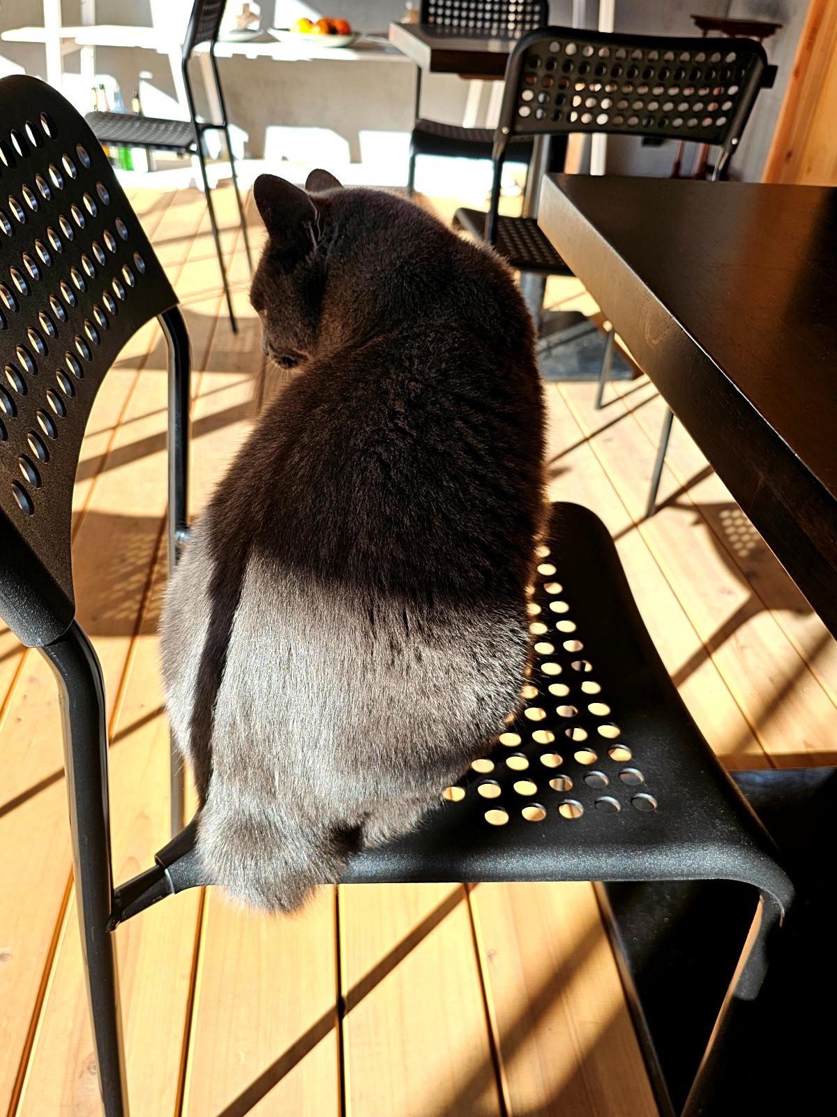 A cat near a cafe in Kumamoto city&amp;#44; Japan