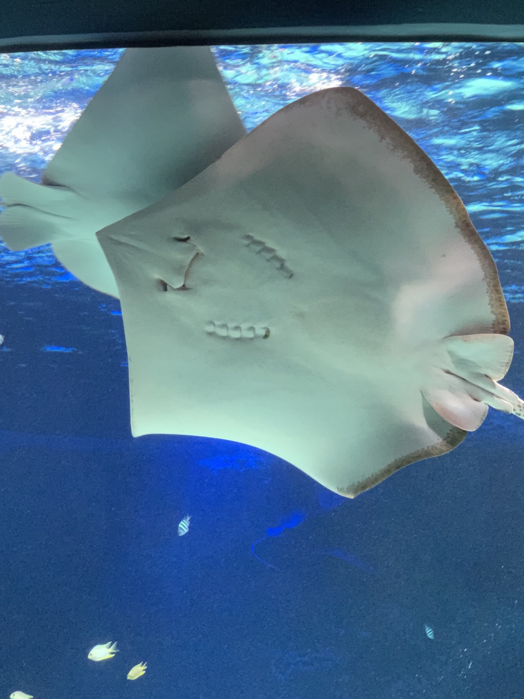 광교 아쿠아플라넷 가오리