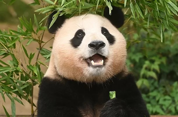 푸바오 중국 귀환