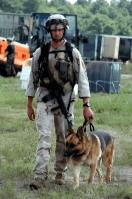 군견인과 함께 임무를 수행중인 저먼 셰퍼트 사진