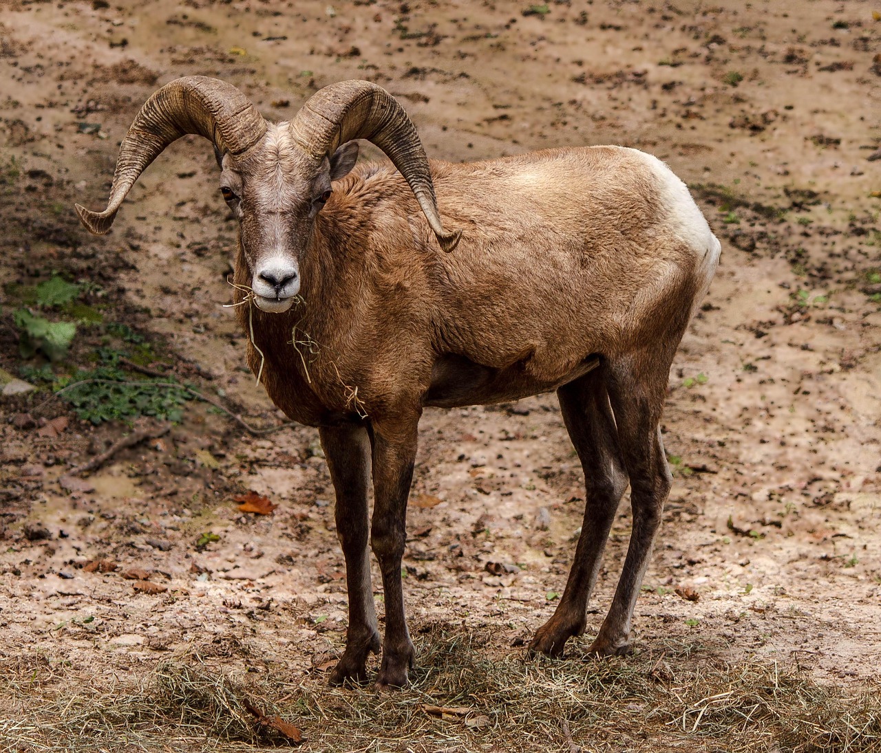 넓은 건조 지대에서 당당한 뿔을 드러내며 주변을 살피는 빅혼쉽(Bighorn Sheep)(큰 뿔을 가진 양)의 모습