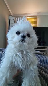 나혼자산다 구성환 강아지 꽃분이 드라이 추천템