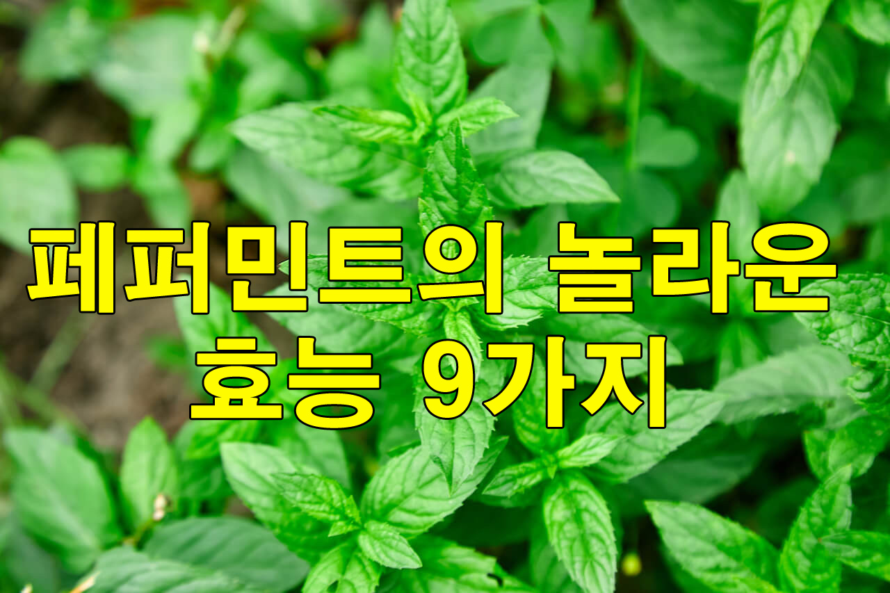 페퍼민트의 놀라운 효능 9가지