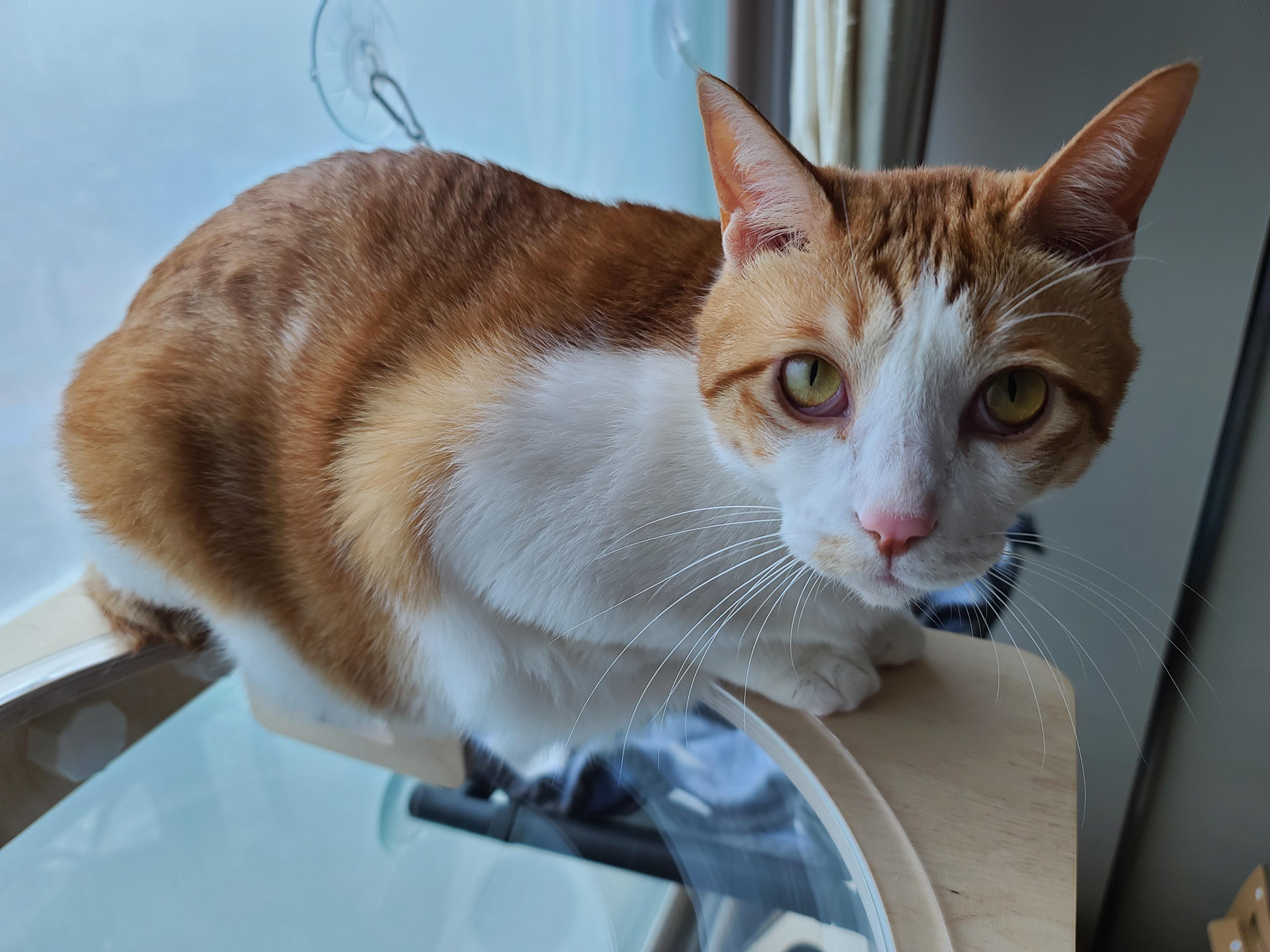 조심성 많고 소심한 막둥이의 캣볼 탐험기!! 결국 막둥이는...