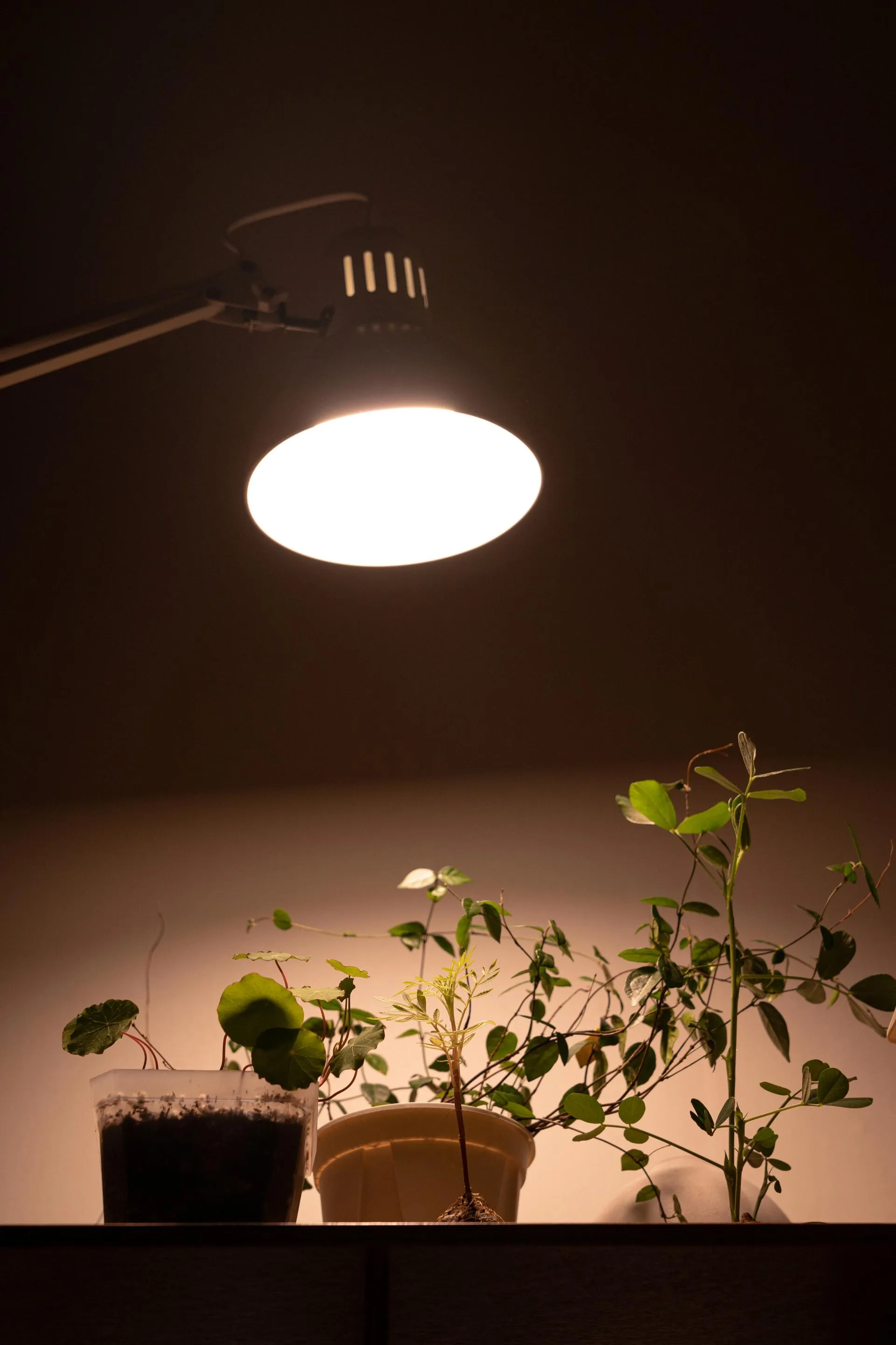 식물등 설치 위치높이 시간대설정 광량부족 해결 겨울철 성장 돕기_4