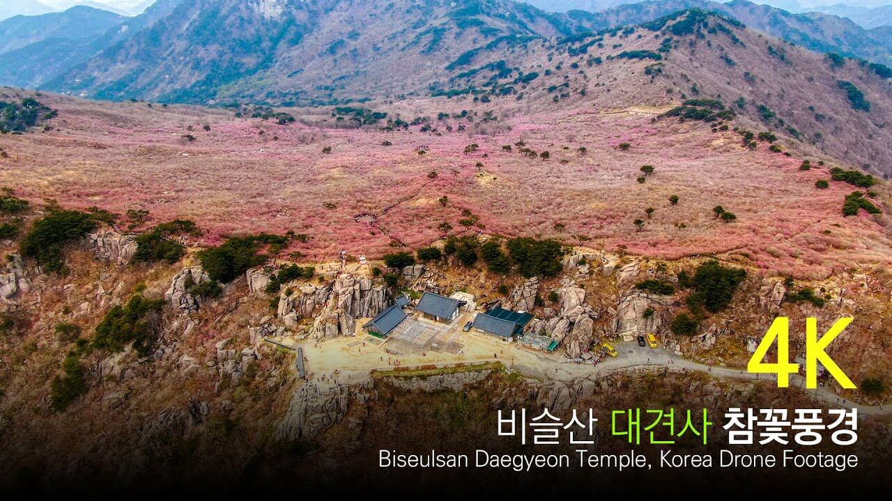 비슬산 대견사 참꽃풍경