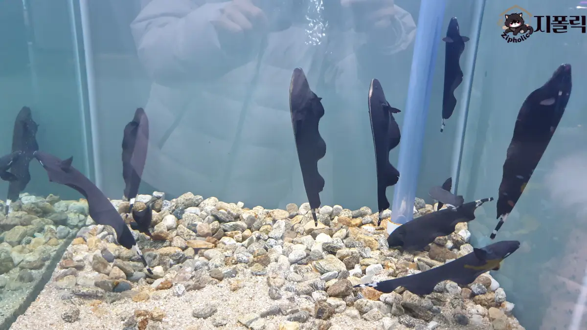 충북아쿠아리움-2층-고스트나이프피쉬