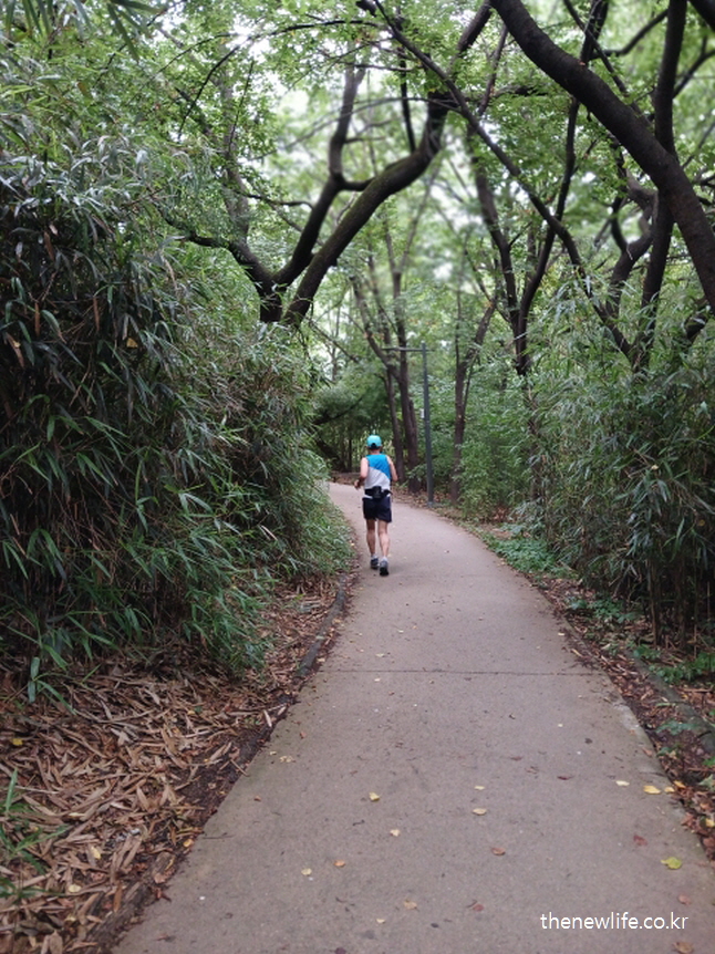 A runner entering a forest trail alone, surrounded by tall trees – representing excessive solo training without preparation./울창한 숲길로 들어가는 조깅하는 한 사람 – 준비 없는 무리한 개인 운동을 상징함.