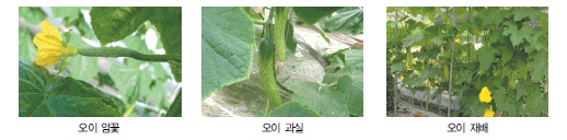 오이 이용부위