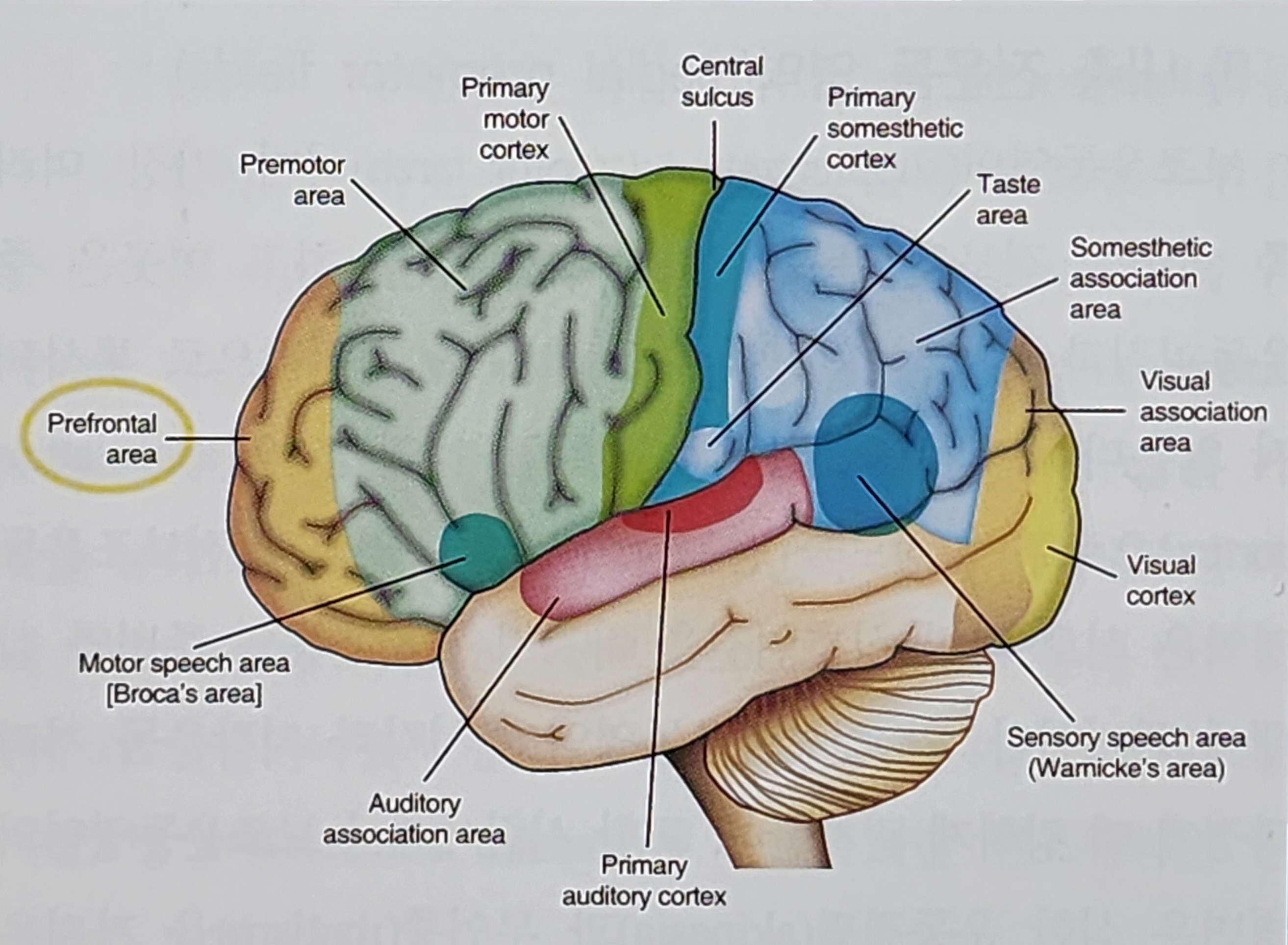이상운동질환과 관련한 신경해부학