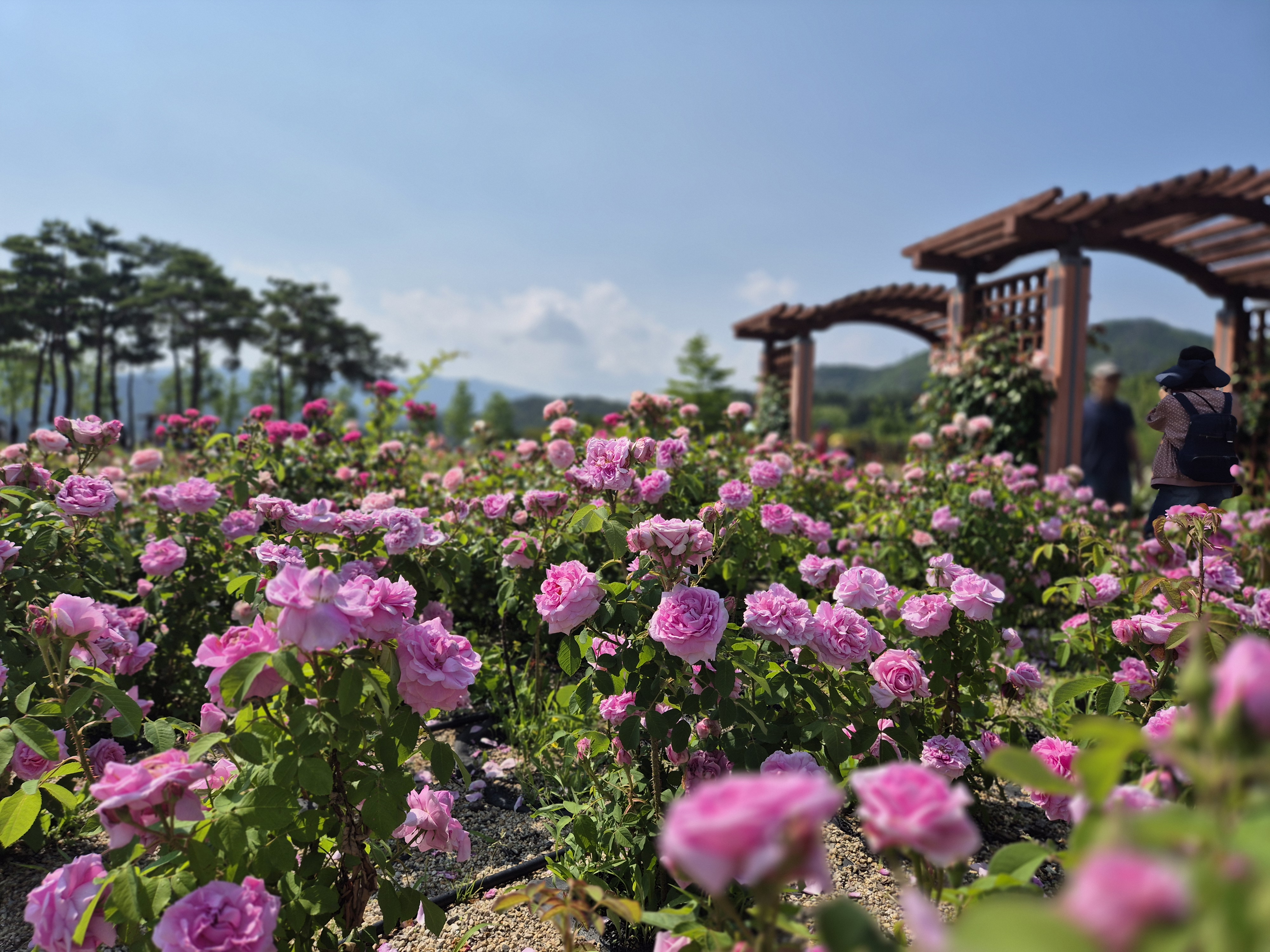 해운대 수목원 장미원, 해운대수목원, 장미명소, 노란장미, 빨간장미, 분홍장미, 장미포토존