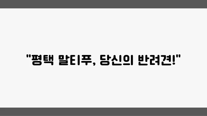 귀여운 말티푸 강아지