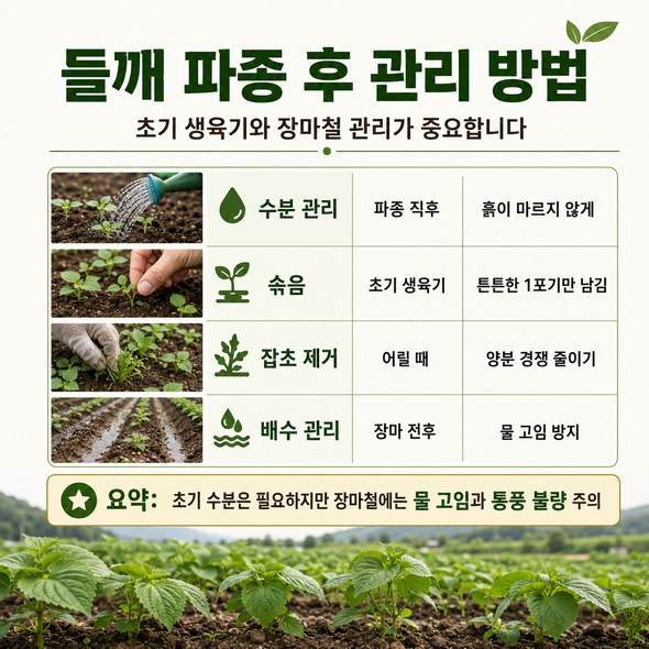 들깨 파종시기