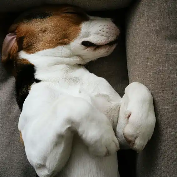 동물병원·위탁기관 반려견 등록처