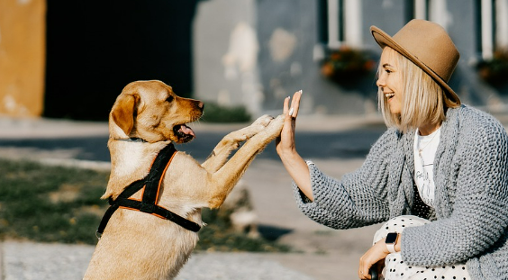 강아지가 사람과 교감하고 훈련하는 이미지