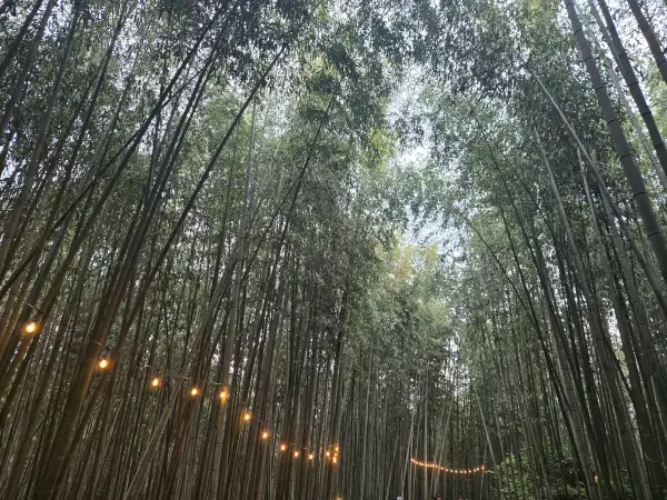 담양 대나무 축제 죽녹원