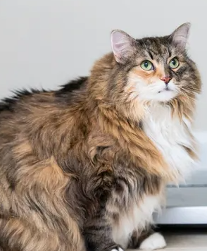 고양이 체중관리(다이어트)~비만의 원인이나 대책&#44; 추천푸드